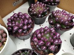 -龙大花卉苗木市场