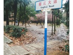 -武汉大学-樱园