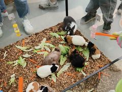 -季高兔窝窝亲子园(上海薰衣草公园店)