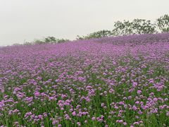 -光明小镇欢乐田园