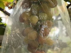 -马陆小张葡萄园农家乐