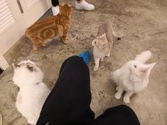 店员-喵匠猫主题咖啡(凯德和平广场店)