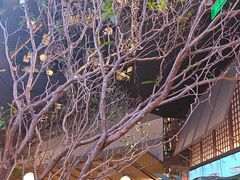 -桂满陇·海市蜃楼·黑金(国金店)