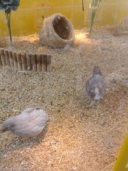 -神奇动物撸宠馆·羊驼·小浣熊·异宠(豫园店)