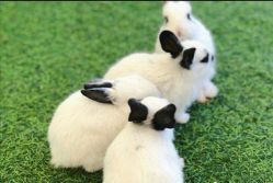 -萌宠亲子动物乐园(槐房万达店)