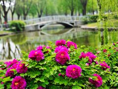 -石家庄市植物园