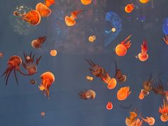 -多彩贵州城极地海洋世界