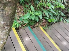 -呀诺达热带雨林
