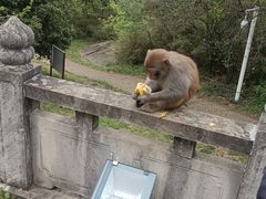 -苏州上方山国家森林公园