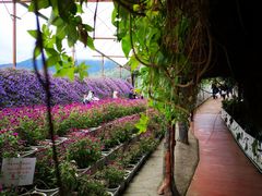 -金马仑薰衣草花园(Cameron Lavender)