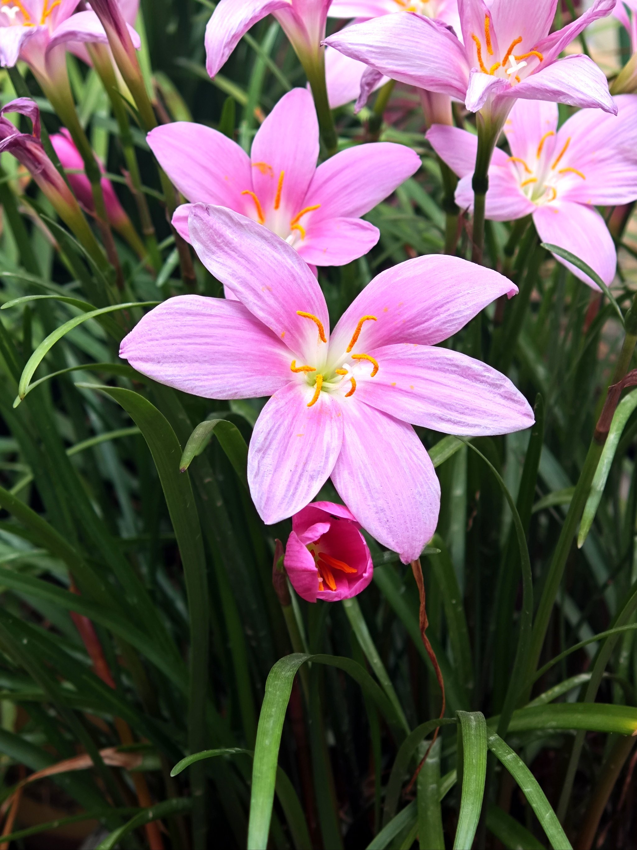 韭菜莲花图片大全图片