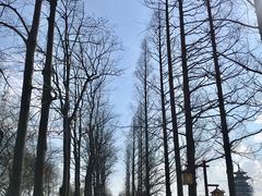 -洋湖国家湿地公园