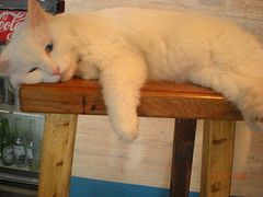 -Babycat私家御饼屋(龙头路一店)