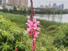 -三圣花乡旅游区