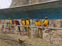 -西霞口神雕山野生动物世界