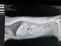 -喜多萌中农锦绣动物医院24H·猫科·牙科MRI·CT
