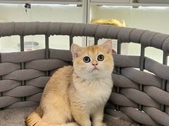 -lincat·猫舍(广州店)