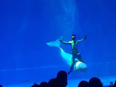 -芜湖新华联大白鲸海洋公园