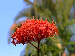 -Warung Babi Guling Ibu Oka 3