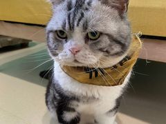 -猫在这儿猫咪咖啡馆·撸猫馆