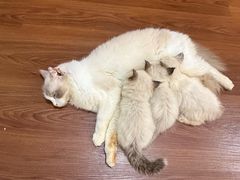 -楼上猫咖(罗湖店)