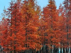 -白鹭湾湿地公园