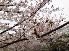 -武汉大学-樱园