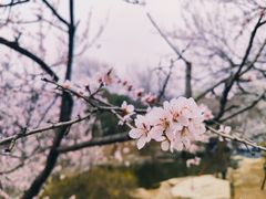 -国家植物园