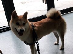 -爱诺耐芙动物医院(万博店)