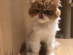 -CAT’S MEWSTAR CAFE·喵星球猫屋(晴湾咖啡店)