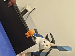 -喜多萌中农锦绣动物医院24H·猫科·牙科MRI·CT