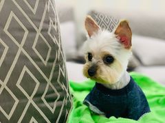 -欧奕国际动物医院