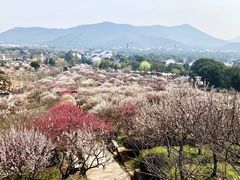 -香雪海