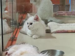 -三花喵·撸猫购宠·宠物生活馆(虹桥南丰城店)
