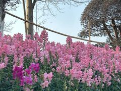 -东莞植物园