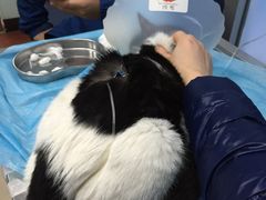 -纳吉亚猫专科动物诊疗中心(蒋宅口分院)