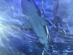 -海合安武汉极地海洋公园