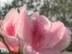 -福田红树林生态公园