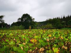 -宜兴龙背山森林公园