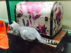 -猫咪博物馆(顶澳仔猫街店)