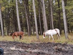 -塞罕坝国家级自然保护区
