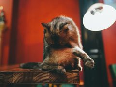 -猫色咖啡·猫咖