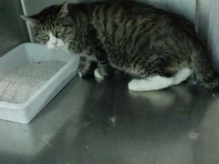 -纳吉亚猫专科动物医院博雅分院