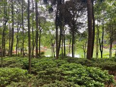 -铁山坪森林公园