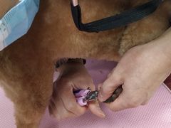 -宠颐生中康贝怡动物医院