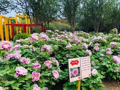 -洛阳市隋唐城遗址植物园