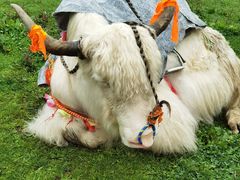 -硗碛藏寨·神木垒景区