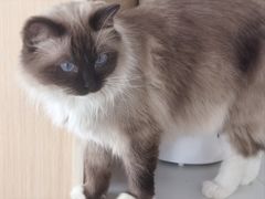 -鼓捣猫呢主题猫咖店