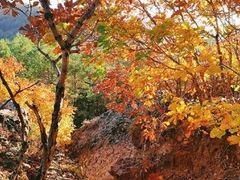-玉泉威虎山森林公园