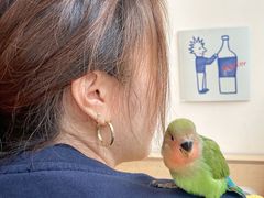 -青石桥花鸟鱼虫市场(叠翠城店)